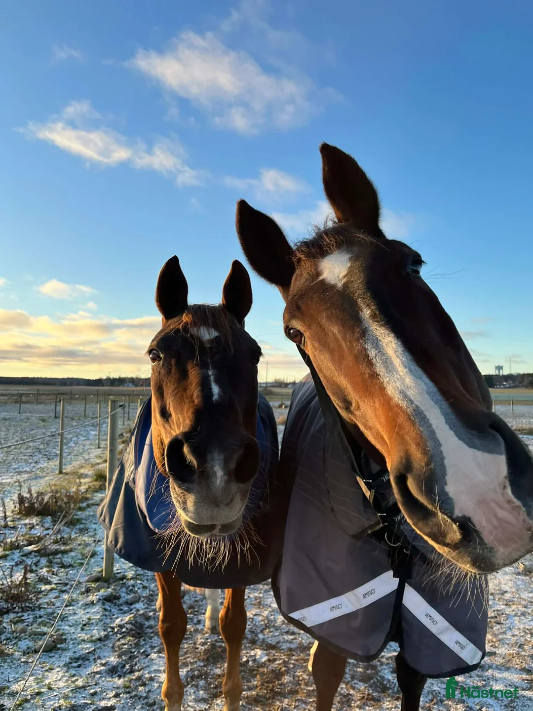  stallplats finnes: Vi har lediga boxar! i Skå - Annons 1