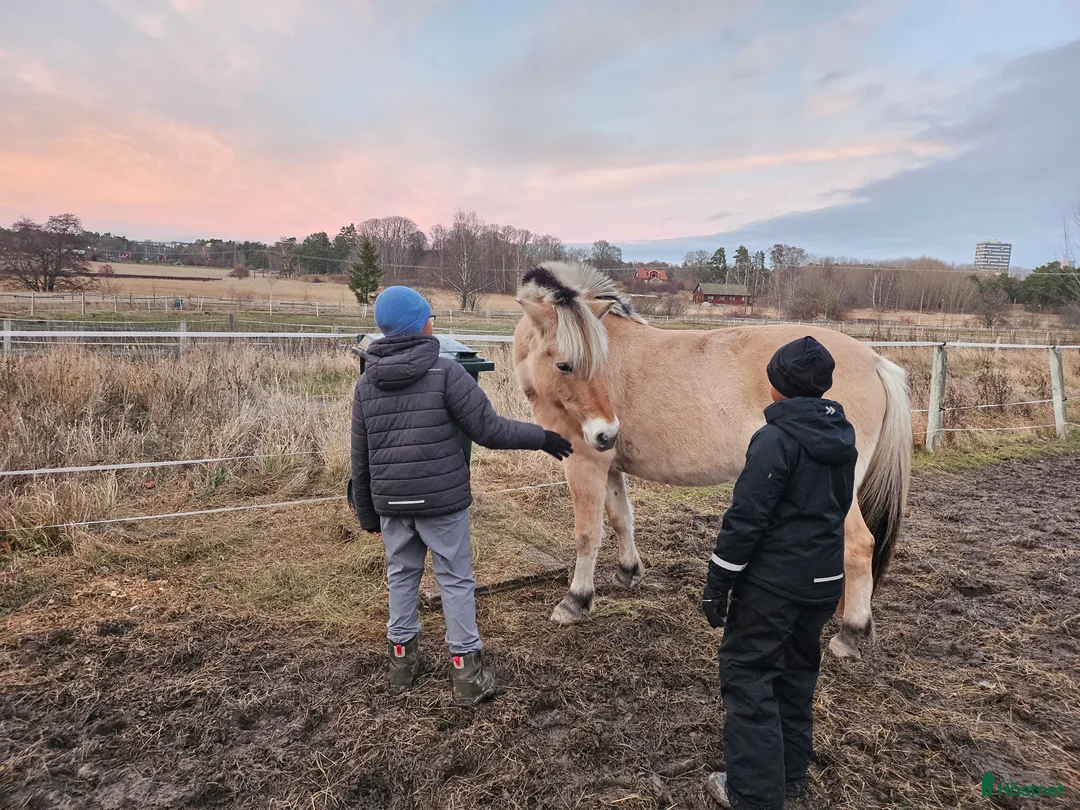 Sällskap hästar till salu: Intressekoll fjording projekt - Annons 2