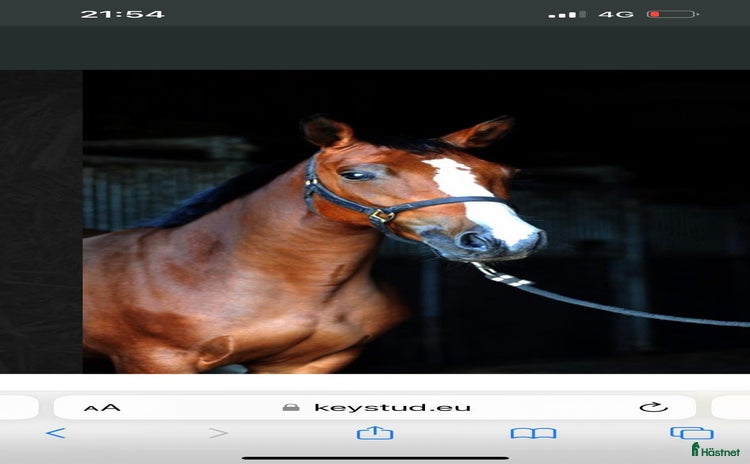  hästar i Eskilstuna - Annons 1