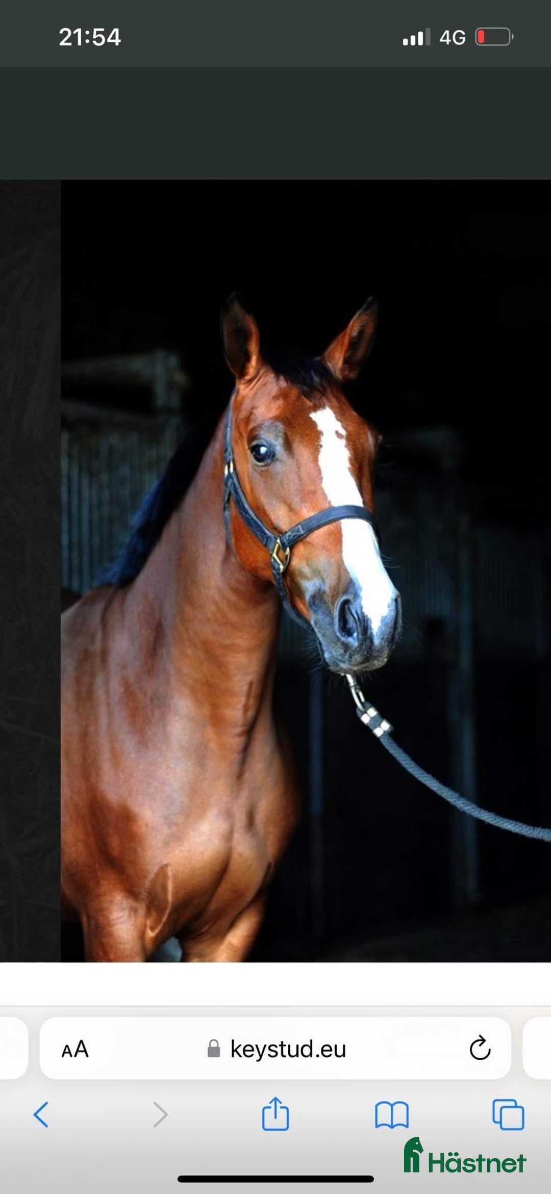 Avelshästar hästar till salu: Avelssto e Bamako de Muze dräktig med Cascadello I i Eskilstuna - Annons 2