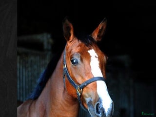 hästar i Eskilstuna - Annons 4