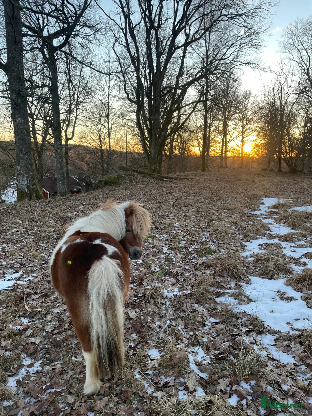 Sällskap hästar sökes: Söker sällskap/skogsmulle i Hökerum - Annons 1