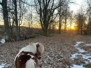 hästar Söker sällskap/skogsmulle - Annons 3