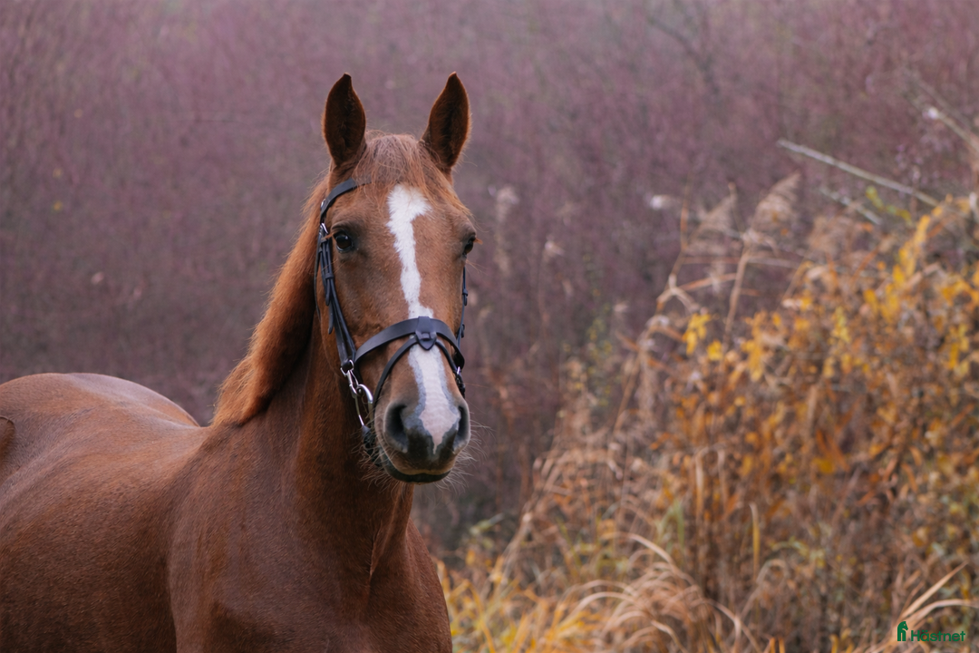 Hoppning hästar till salu: Modig och snäll hopphäst  i Halmstad - Annons 1