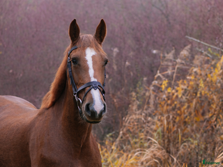 hästar Modig och snäll hopphäst i Halmstad - Annons 8