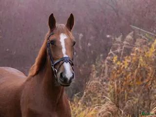 hästar Modig och snäll hopphäst i Halmstad - Annons 1