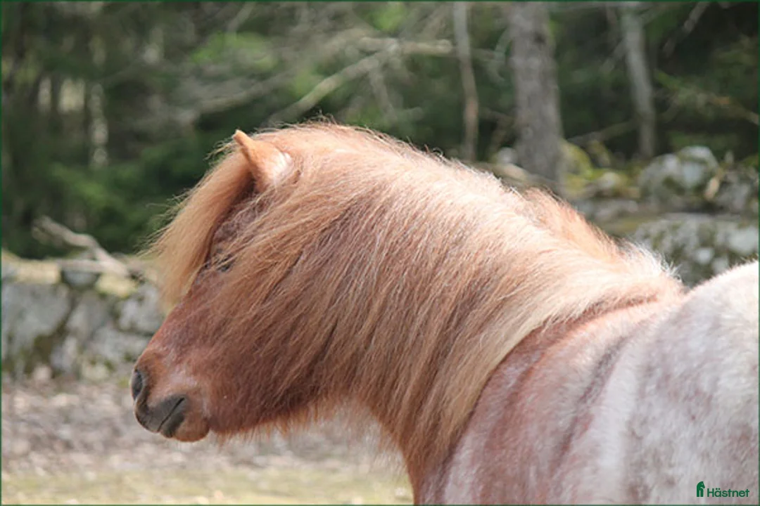 Allround hästar till salu: Trevlig Shetlandsvalack - Annons 2