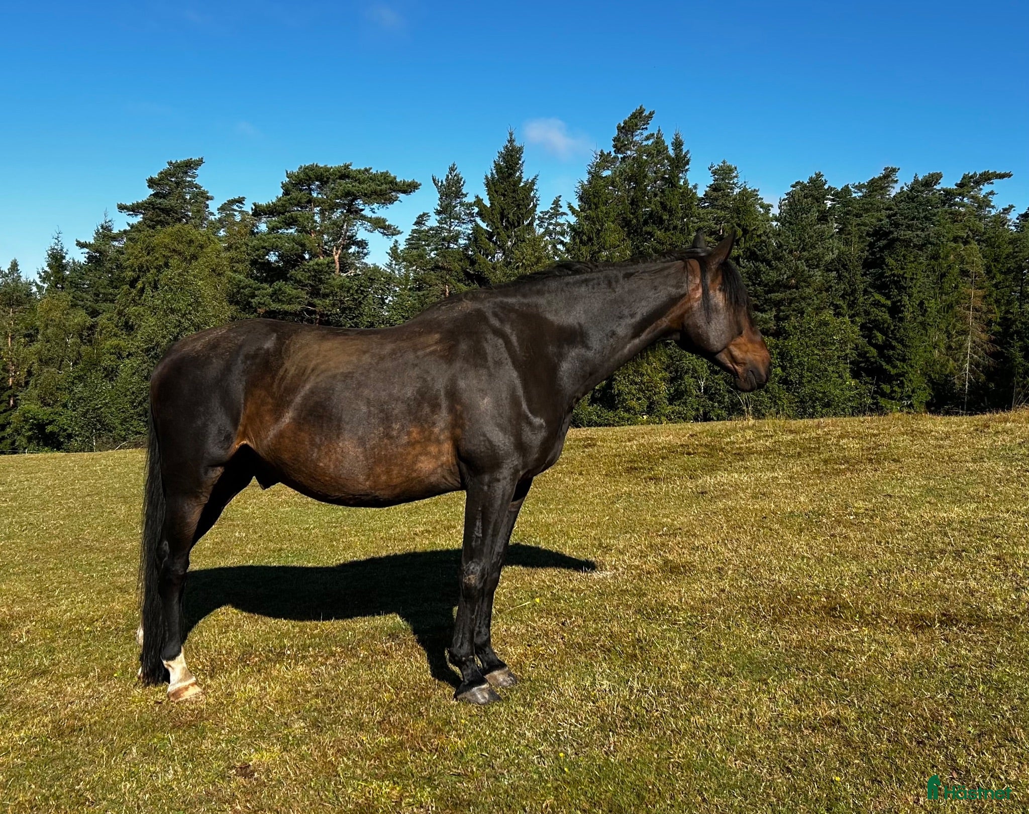  hästar Gosig halvblodsvalack  - Annons 2