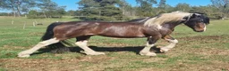 Allround hästar till salu: Quarter/Irish Cob Sagohäst! - Annons 1