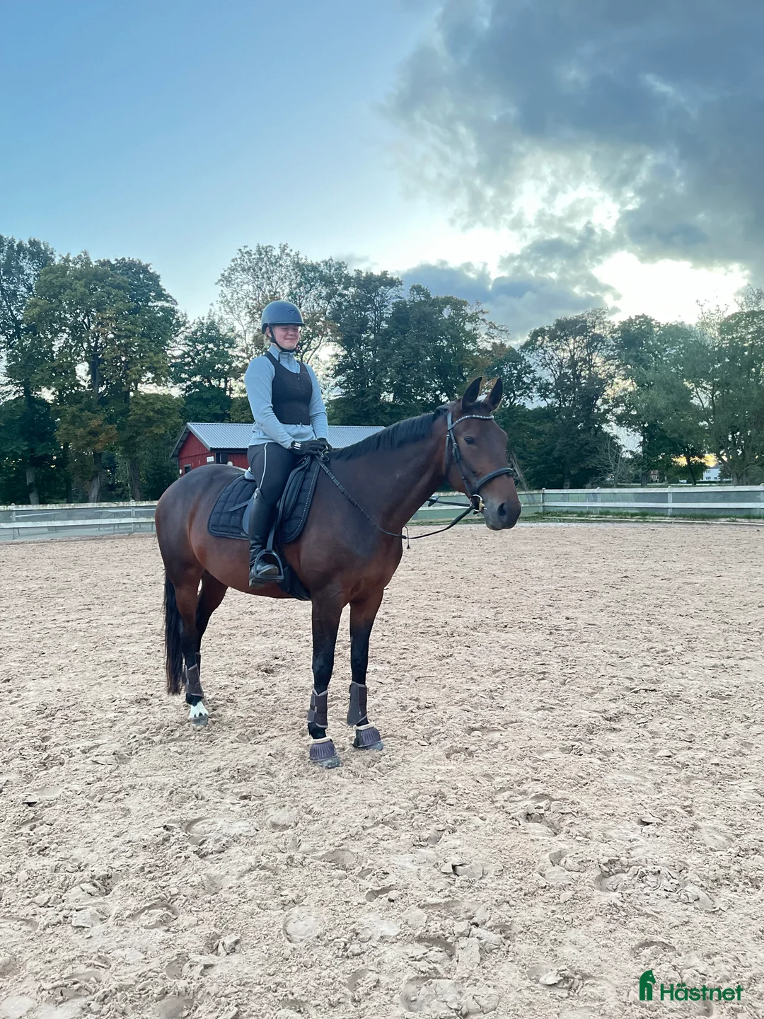 Allround hästar till salu: Snäll allround häst till salu i Vejbystrand - Annons 6