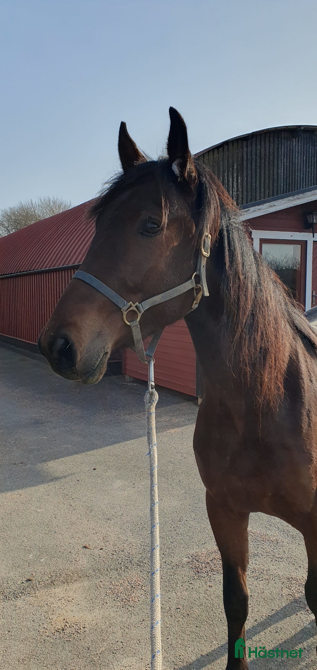  hästar Underbar kille skänkes i Kungsbacka - Annons 3