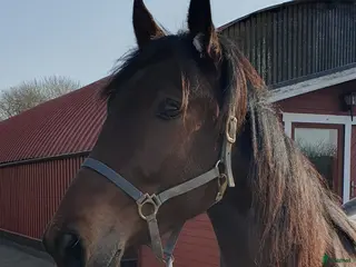 hästar Underbar kille skänkes i Kungsbacka - Annons 3