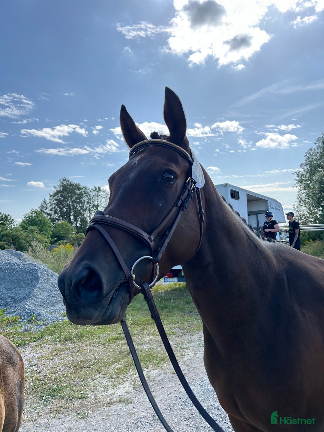 Hoppning hästar till salu: Fullblods sto till avel i Sparreholm - Annons 1