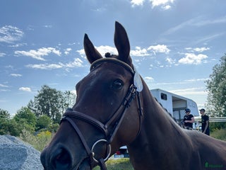 hästar Fullblods sto till avel i Sparreholm - Annons 15