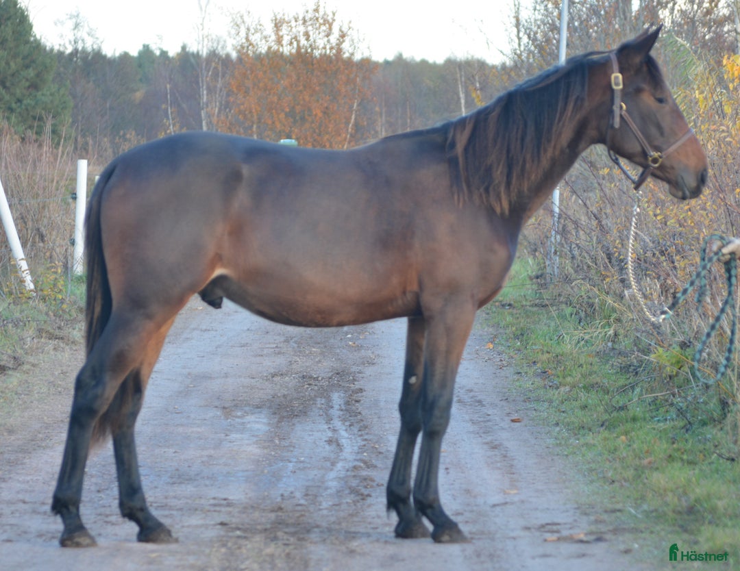 Trav hästar till salu: säljes efter Googoo Gaaga,  Redley Express i Tibro - Annons 4