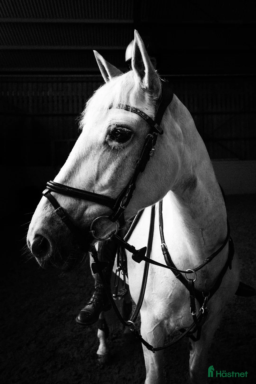 Hoppning hästar till salu: Läromästare  - Annons 2