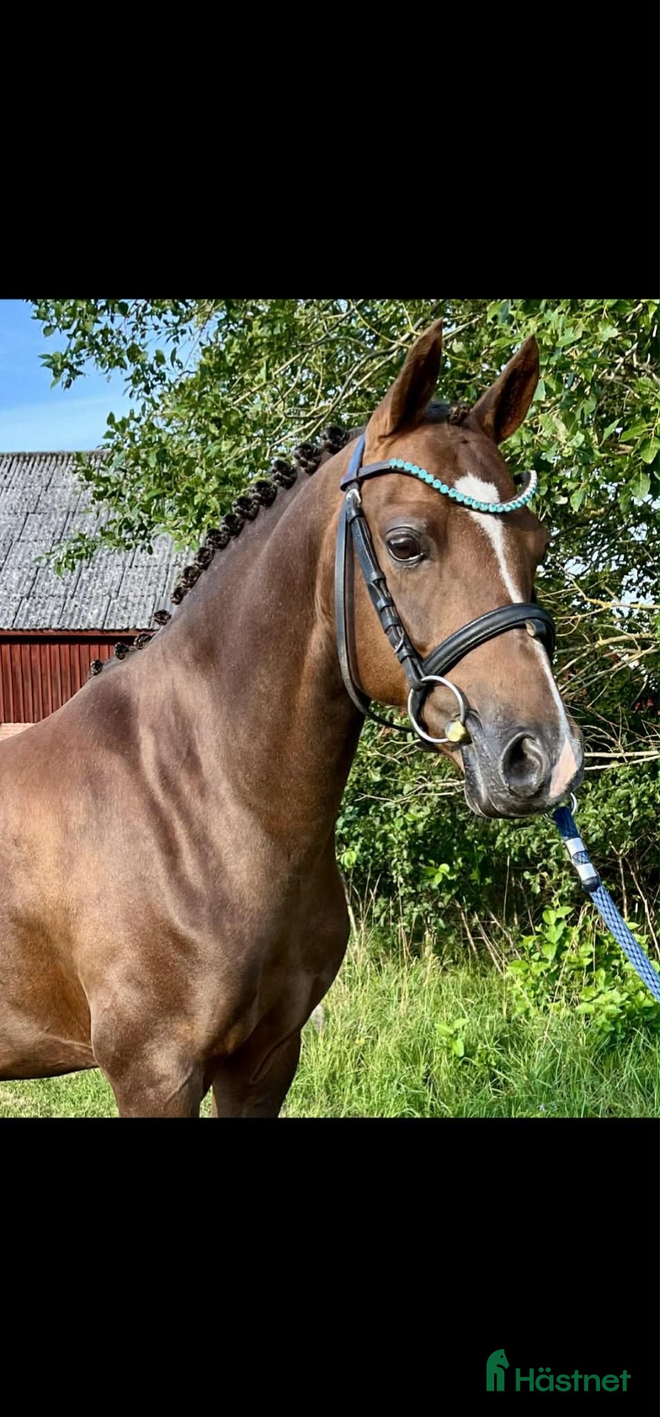 Allround hästar till salu: Maxad B-ponny me kapacitet för de högsta klasserna - Annons 1
