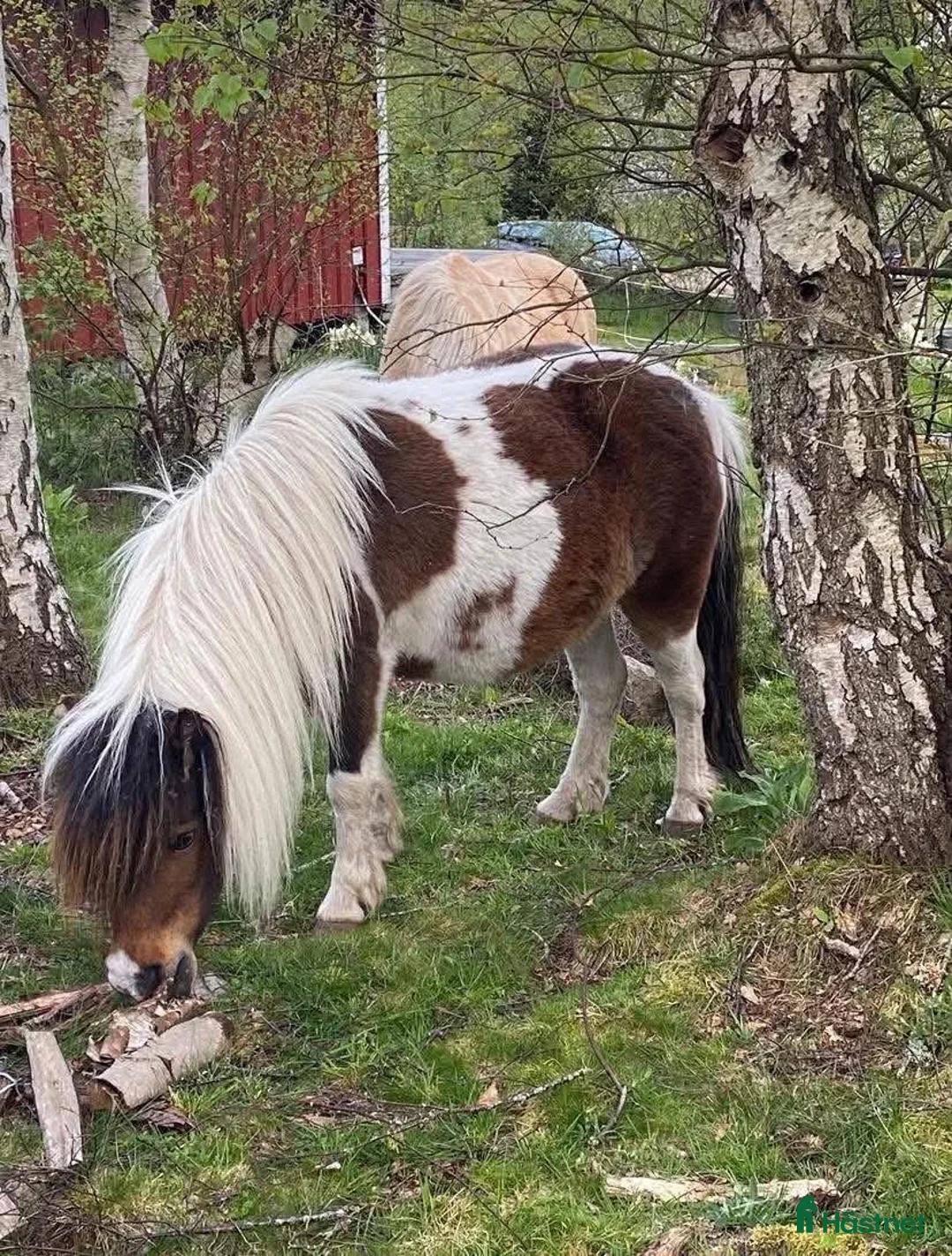 Allround hästar till salu: Amerikanska miniatyrer, hingst och dräktigt sto - Annons 2