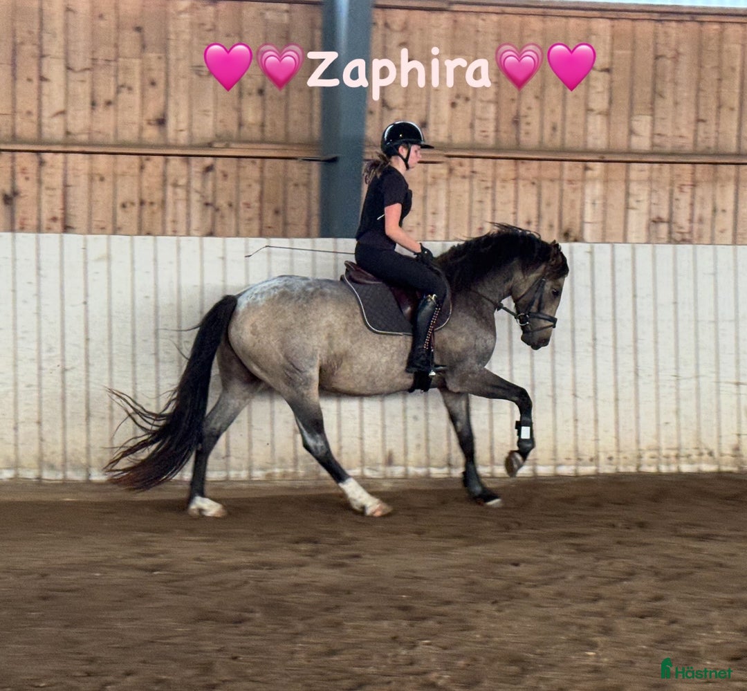  hästservice finnes: Julklappstips! Ridläger sommaren 2026 i Lidköping - Annons 10