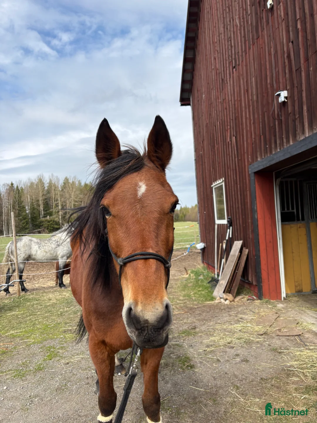  foderhäst finnes: Kärleksfullt hem sökes till skogsmulle! - Annons 2