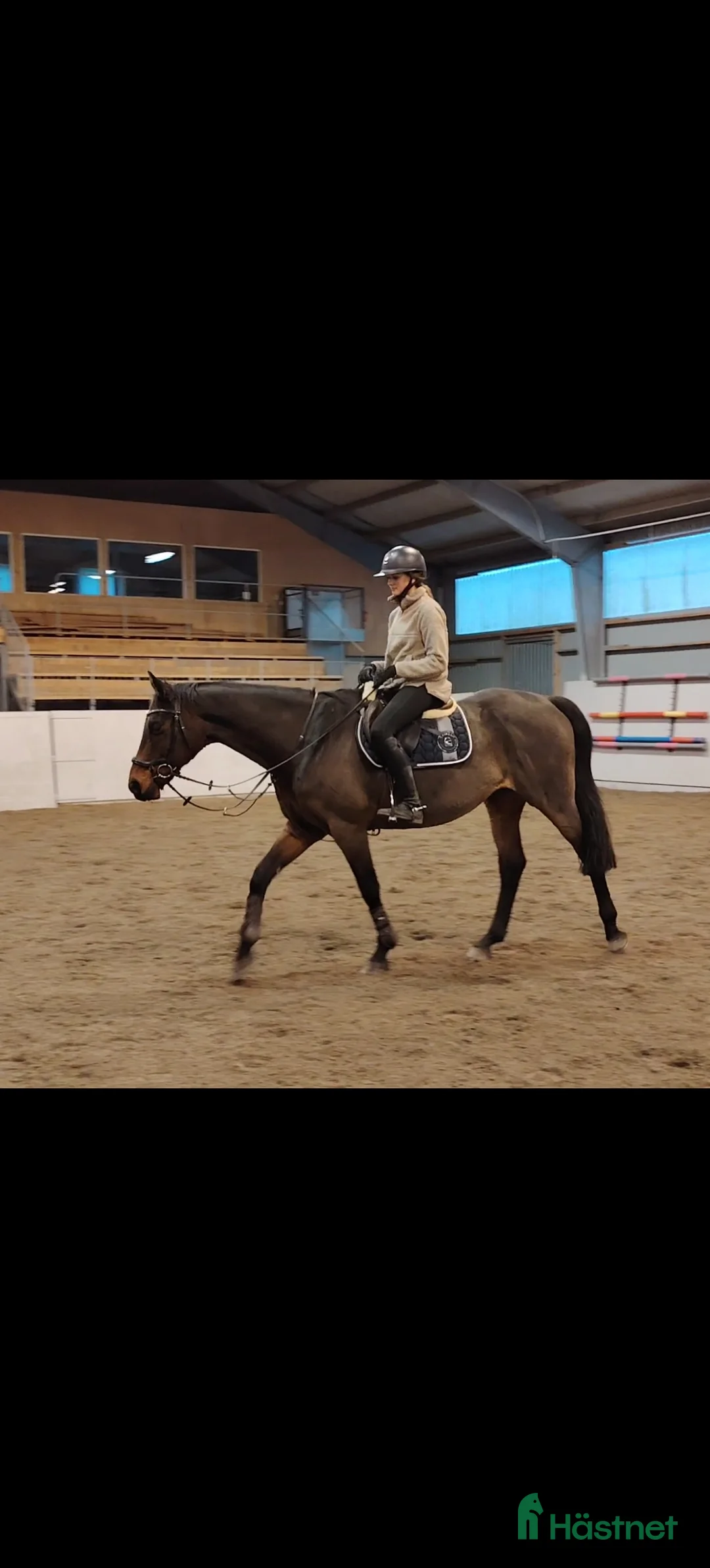 Allround hästar till salu: Läromästare, skogsmulle!  - Annons 3