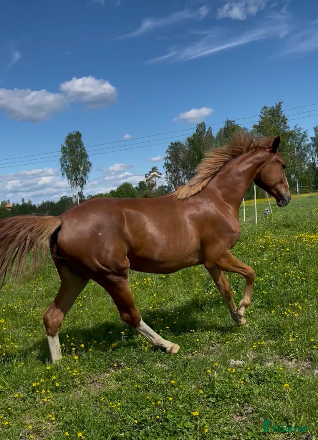 Hoppning hästar till salu: 2årigt sto e.Chou Blue u.Svårklassmöderne  i Gustafs - Annons 2