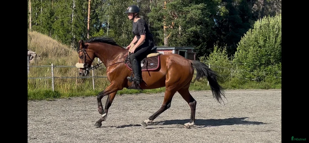 Allround hästar till salu: Dressyr/Avel WE  - Annons 2