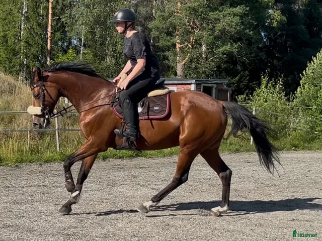hästar till salu: Fodervärd sökes eller säljes - Annons 8