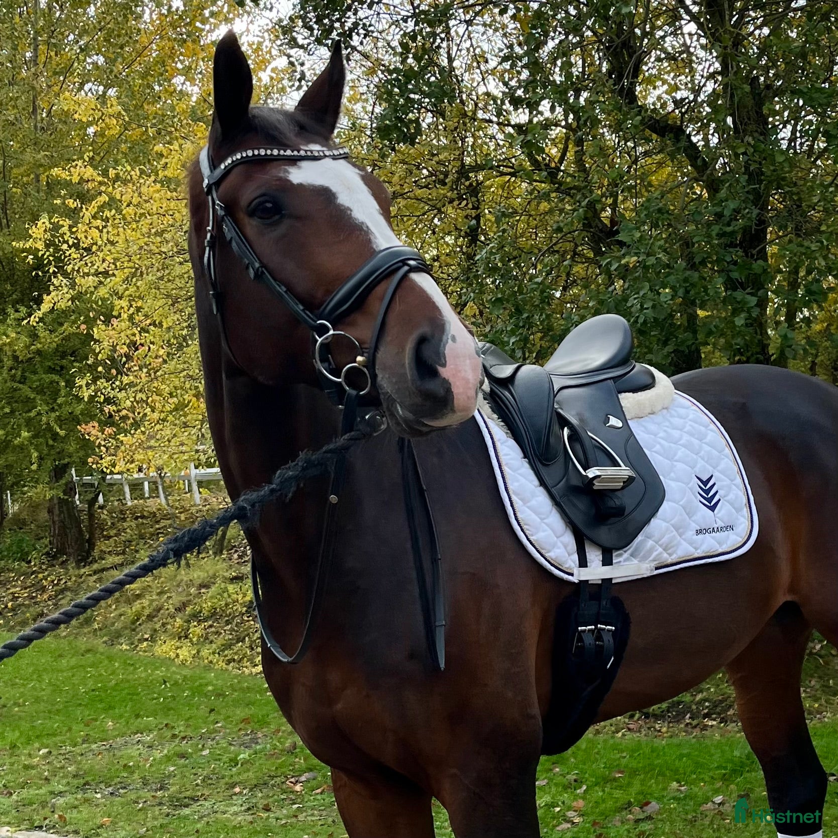  hästar Fin Dressyrhäst i Drottningholm - Annons 18