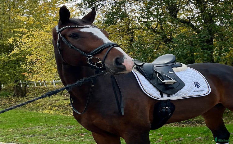  hästar i Drottningholm - Annons 10