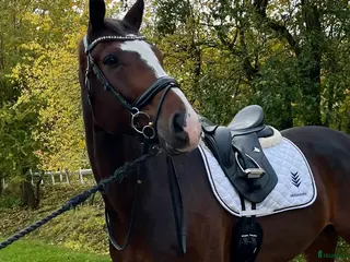 hästar Fin Dressyrhäst i Drottningholm - Annons 16