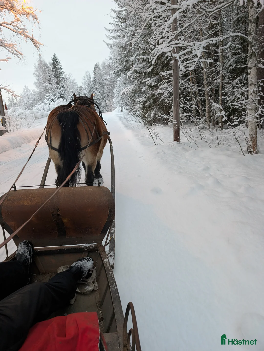 Körning hästar till salu: Trevlig körhäst - Annons 5