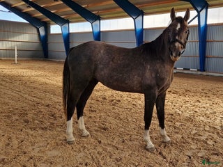 hästar 2 årig valack i Enköping - Annons 15