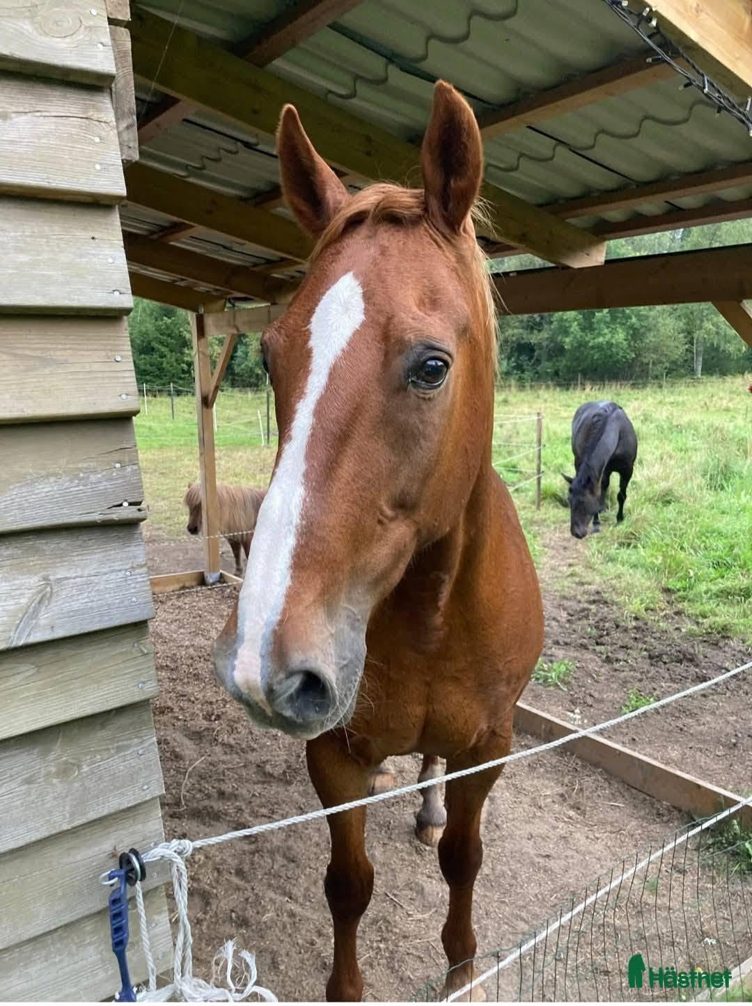  stallplats Lösdrift/stallplats sökes. - Annons 5
