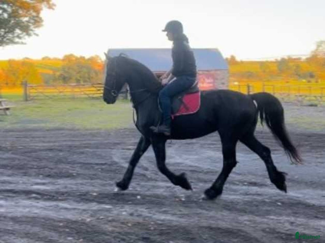 Hoppning hästar till salu: frieservalack i Fredriksberg - Annons 4