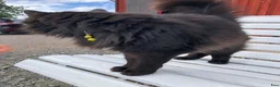 Övrig utrustning övrig utrustning till salu: Lyckoänglar !!  i Åseda - Annons 6