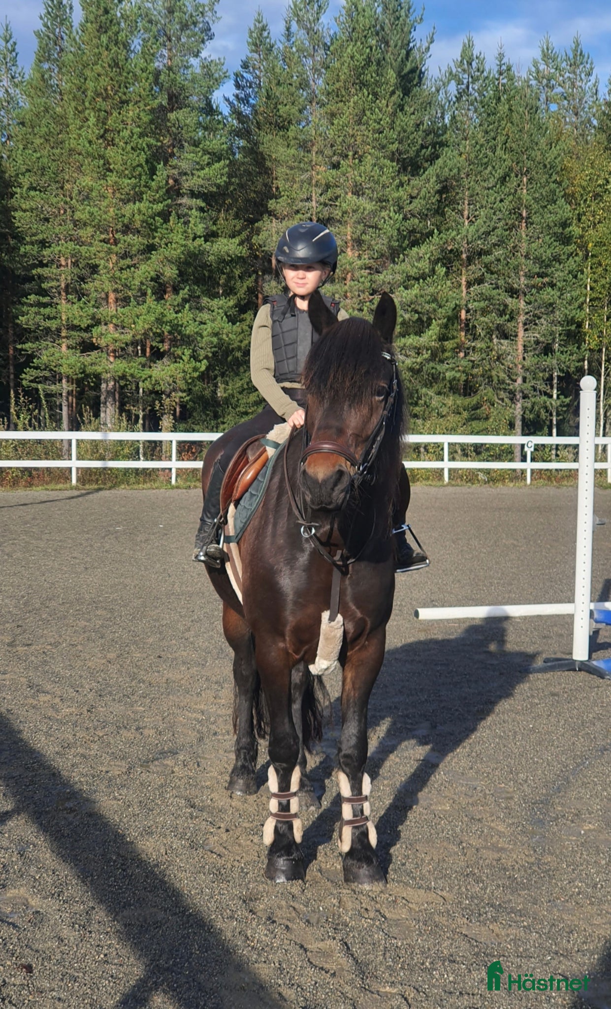  hästar Kallblodssto med stor potential! - Annons 11