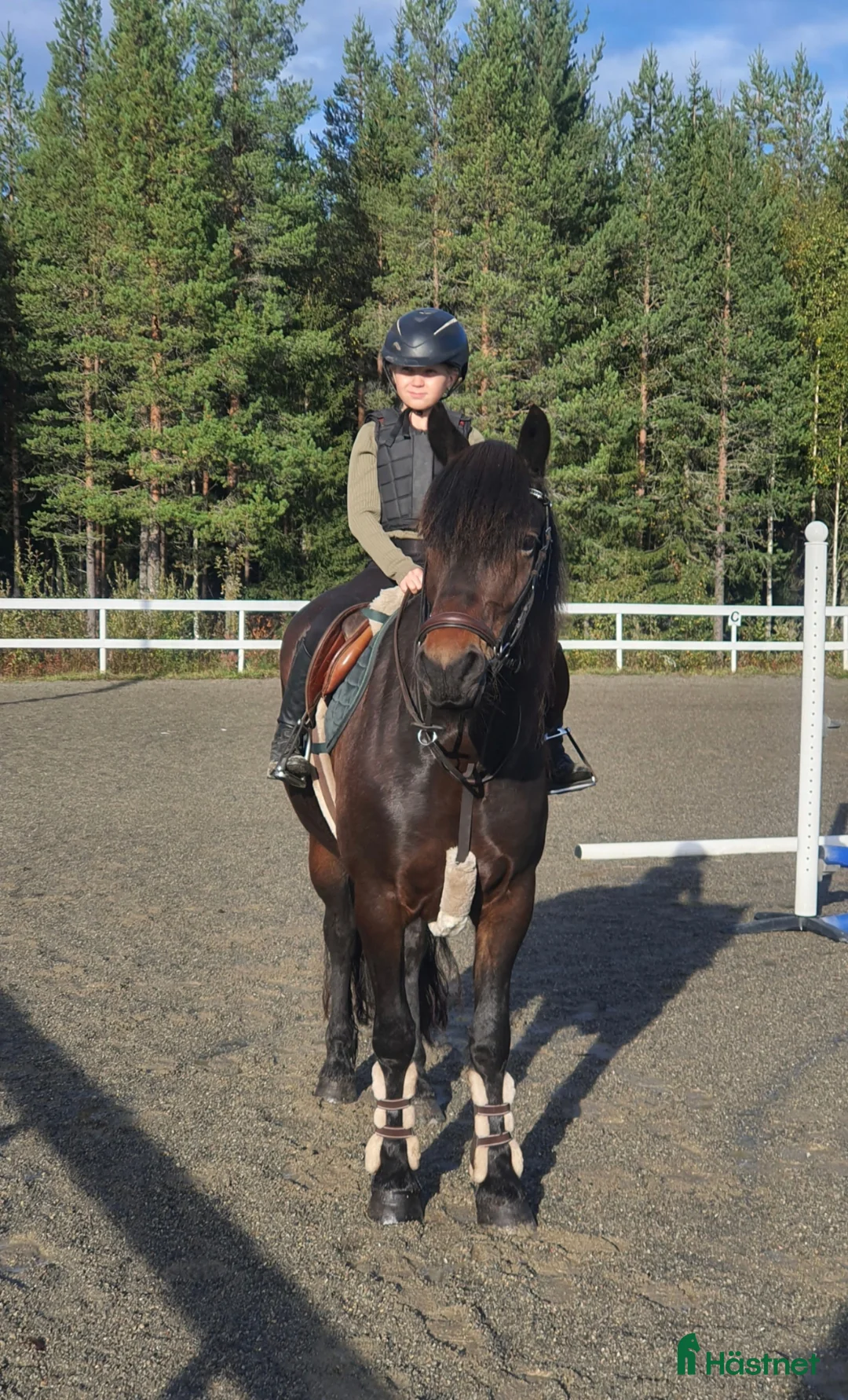 Allround hästar till salu: Kallblodssto med stor potential! - Annons 2