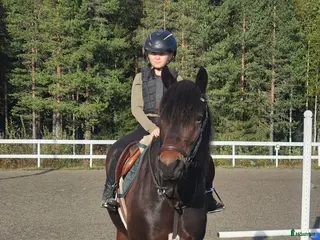 hästar Kallblodssto med stor potential! - Annons 13