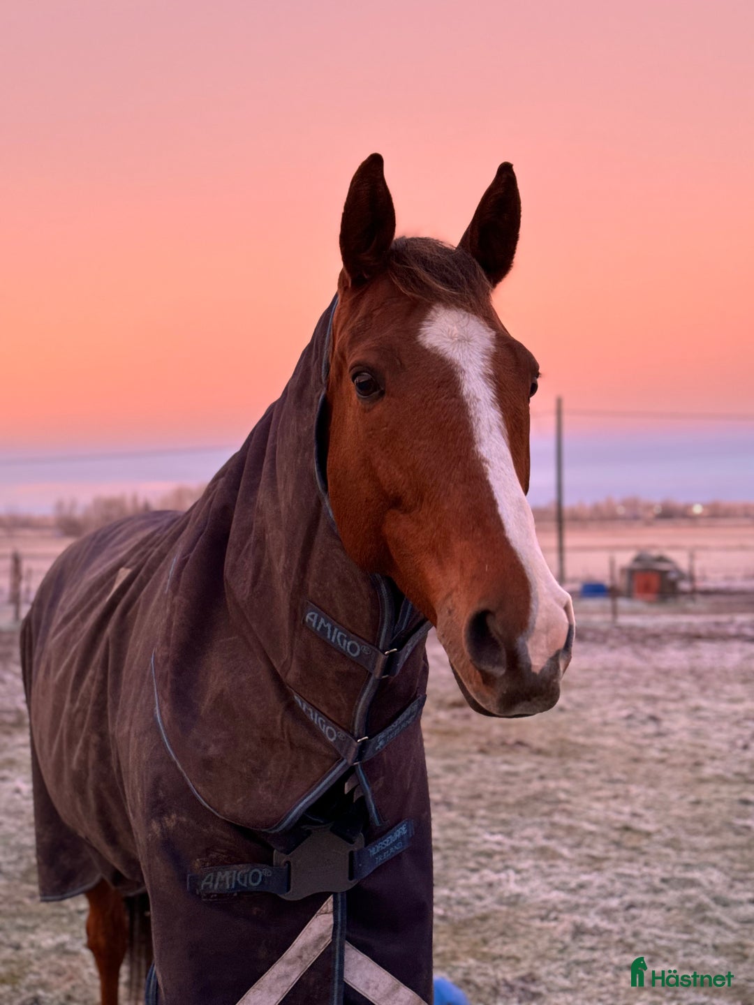 Allround hästar till salu: Hobby häst med personlighet i Örebro - Annons 3