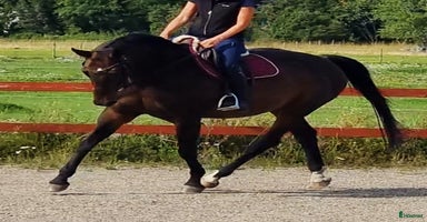  hästar i Knivsta - Annons 3