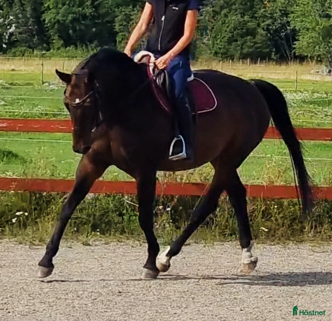 Allround hästar till salu: Vackert sto för Hobby/avel i Knivsta - Annons 3