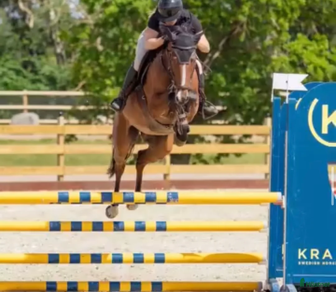 Allround hästar till salu: Fin projekt häst - Annons 2