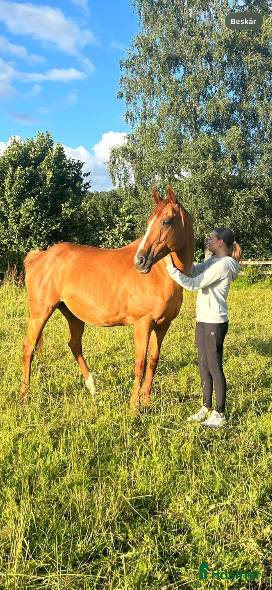  foderhäst finnes: Fullblod sto lånas ut på foder i Helsingborg - Bild 2