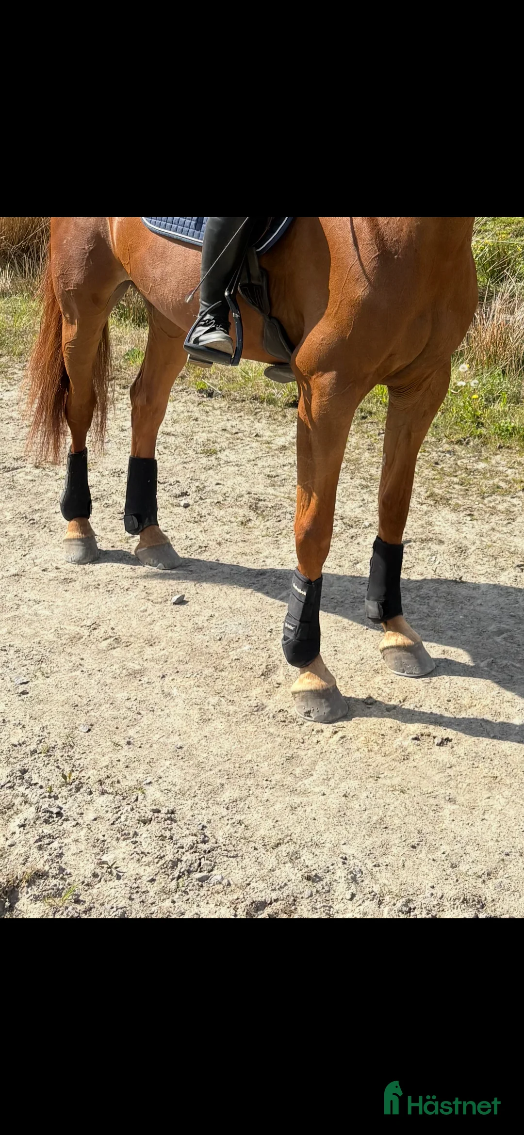 Benskydd hästutrustning till salu: Back On Track Damasker - Annons 2