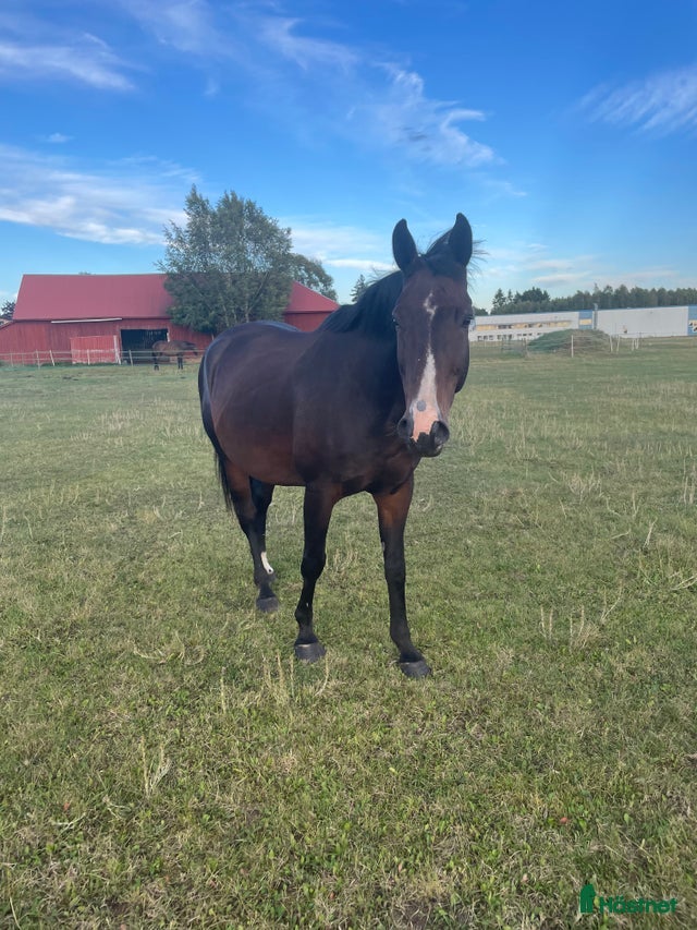  hästar Breeding pair horse 🐎  i Borås - Annons 17