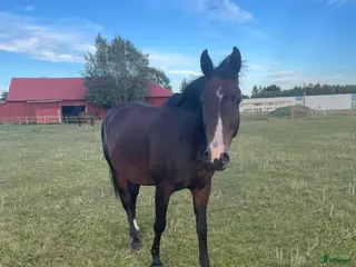hästar Breeding pair horse 🐎 i Borås - Annons 17