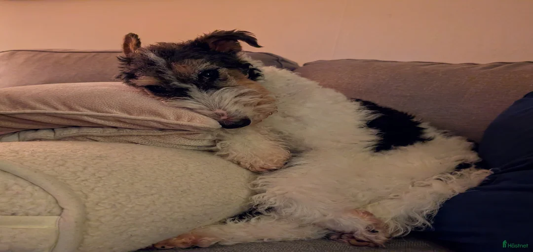 Galleribild {{count}}