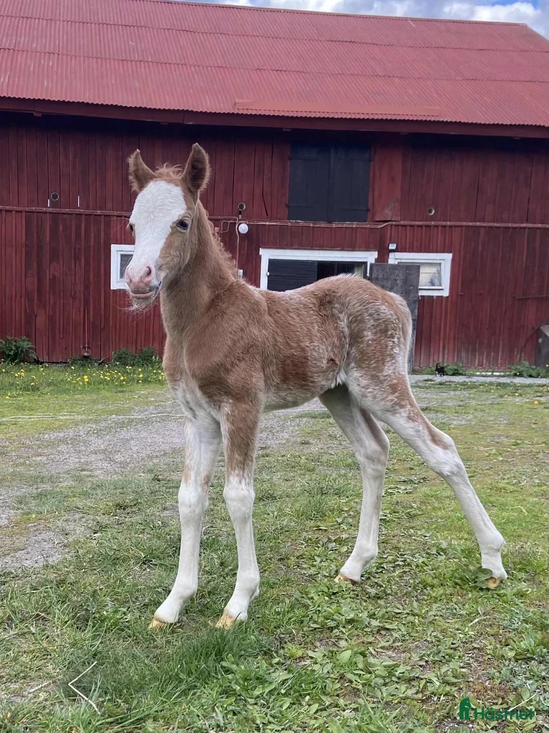 Allround hästar till salu: Fint welshmountain sto - Annons 4