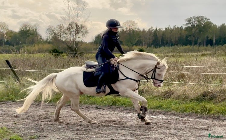  hästar i Västerfärnebo - Annons 2